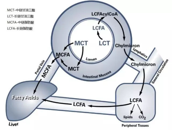 MCT（辛癸酸甘油酯）的性質(zhì)及代謝特點