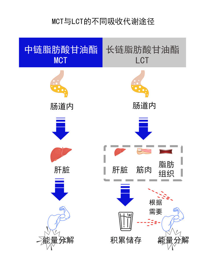 MCT與LCT的不同吸收代謝途徑